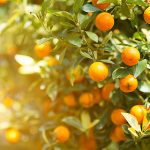 Devlet Destekli Bitkisel Ürün Sigortası