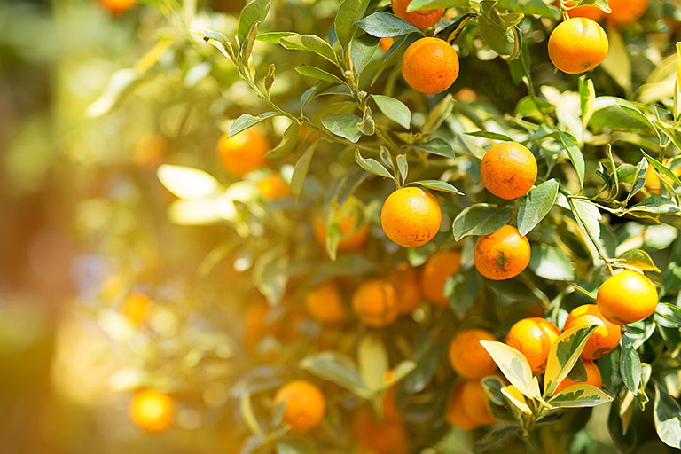 devlet-destekli-bitkisel-urun-sigortasi