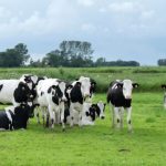 Devlet Destekli Büyükbaş Hayvan Hayat Sigortası