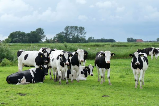 Devlet Destekli Büyükbaş Hayvan Hayat Sigortası